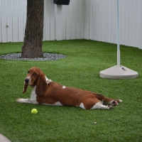 Artificial Turf Cressey, California Dog Run, Grass for Dogs