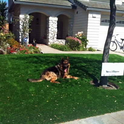 Artificial Grass Carpet Planada, California Design Ideas, Grass for Dogs