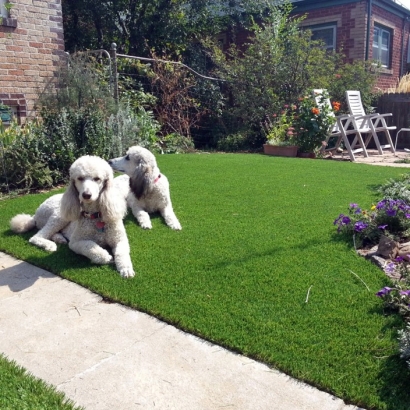 Fake Turf Dos Palos Y, California Fake Grass For Dogs, Dogs