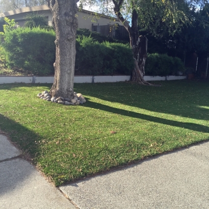 Green Lawn Volta, California Lawn And Landscape, Front Yard Landscaping Ideas