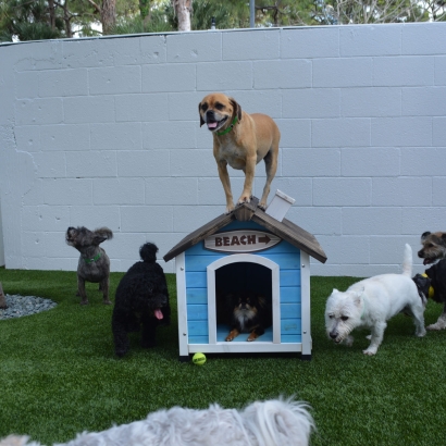 Installing Artificial Grass El Nido, California Cat Grass, Grass for Dogs