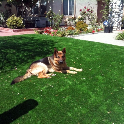 Outdoor Carpet Planada, California Dog Grass, Dogs Park