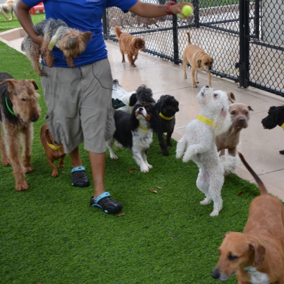 Synthetic Grass El Nido, California Dog Park, Commercial Landscape