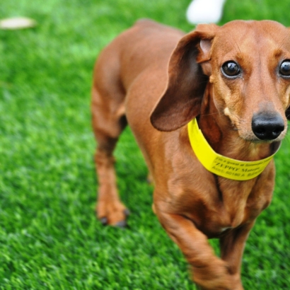 Turf Grass Bear Creek, California Pet Turf, Dogs Park