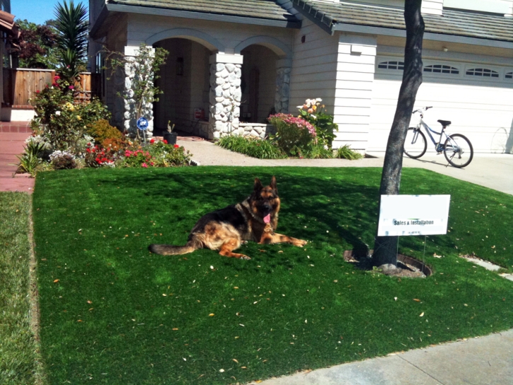 Artificial Grass Carpet Planada, California Design Ideas, Grass for Dogs