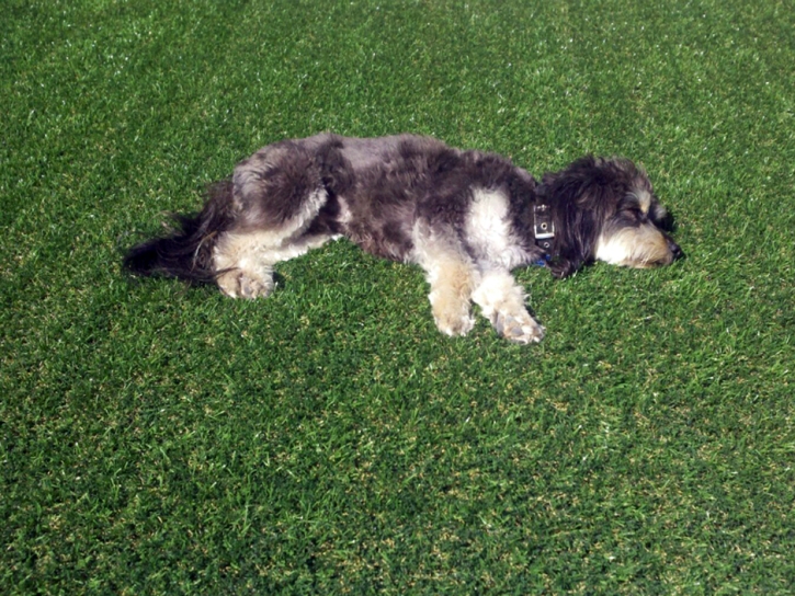 Artificial Turf Installation South Dos Palos, California Pet Paradise, Dogs Runs