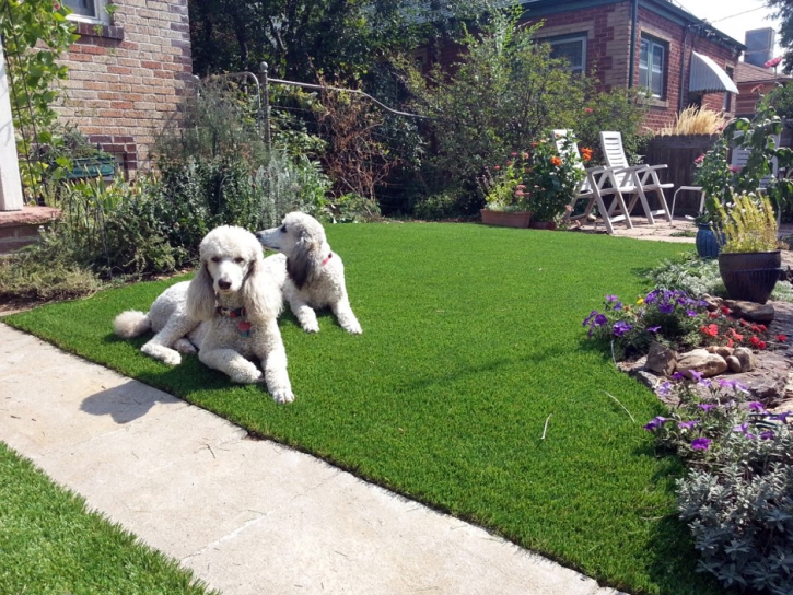 Fake Turf Dos Palos Y, California Fake Grass For Dogs, Dogs