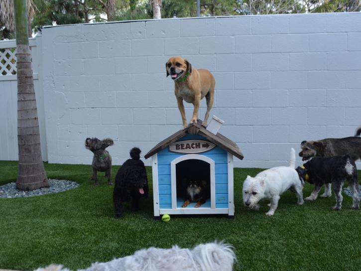 Installing Artificial Grass El Nido, California Cat Grass, Grass for Dogs