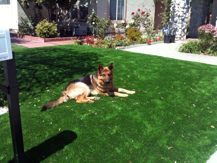 Outdoor Carpet Planada, California Dog Grass, Dogs Park