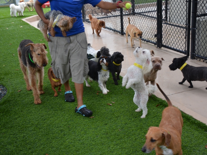 Synthetic Grass El Nido, California Dog Park, Commercial Landscape