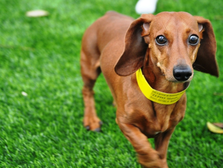 Turf Grass Bear Creek, California Pet Turf, Dogs Park